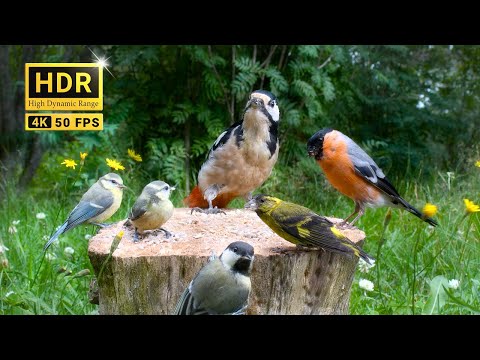 CAT TV:  Delightful Little Birds and Serene Forest Bird Sounds (4K HDR)