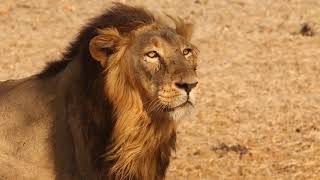 lion kavideo।sher kavideo।bigcat।picturepart8 noncopyright usethe youtubevideos byinformationOFindia