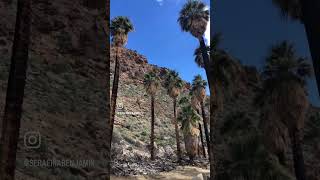 A Scenic Hike in Palm Canyon in Palm Springs #explore #california #desert #travel #reels #shorts