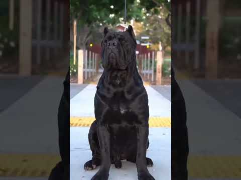 #pitbull vs rotweiler vs cane corso vs tiger vs alabai#shortvideo #viral