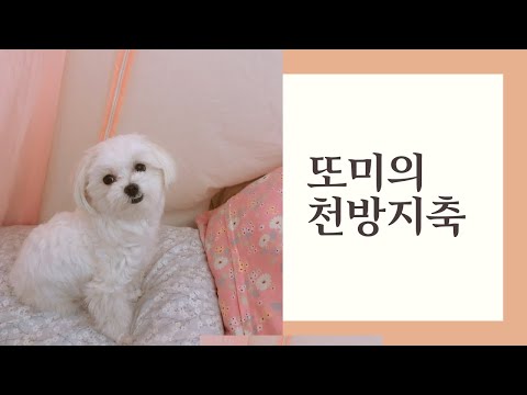 태니 사랑둥이 또미💕