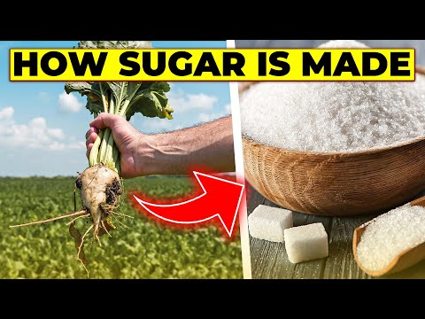 How Sugar Is Made