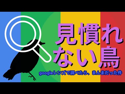 😑「見慣れない野鳥の名前をgoogleレンズさんに聞いたら、まんまだった件」 #google #野鳥 #googleレンズ