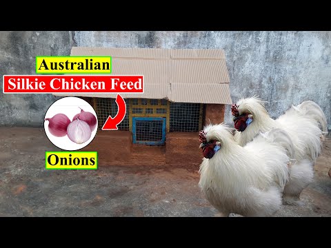 Australian Silkie Chicken Feed | Onions | Organic Chicken Feed | Birds and Animals Planet