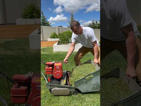 What is a reel mower lawn leveling pt 10 #lawnlife #lawncare #lawn #lawnleveling