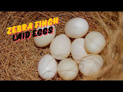 Finches ne eggs de diye 😊😊|| Finches laid eggs.