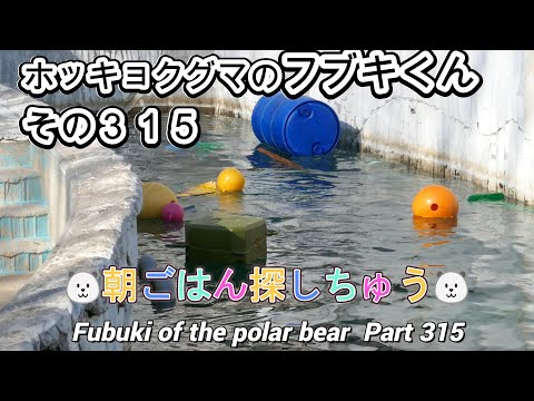 ホッキョクグマのフブキくん（３１５）🐻‍❄️朝ごはん探しちゅう🐻‍❄️（東山動植物園）Fubuki of the polar bear Part 315