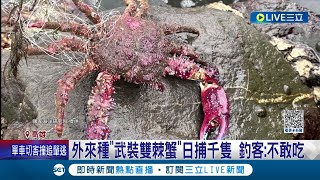 外來種"武裝雙棘蟹"入侵! 漁光島.西子灣現蹤日捕千隻 釣客:不敢吃 食性資訊少 國海院:不建議食用│記者 洪淑珠 徐士庭│【LIVE大現場】20231117│三立新聞台