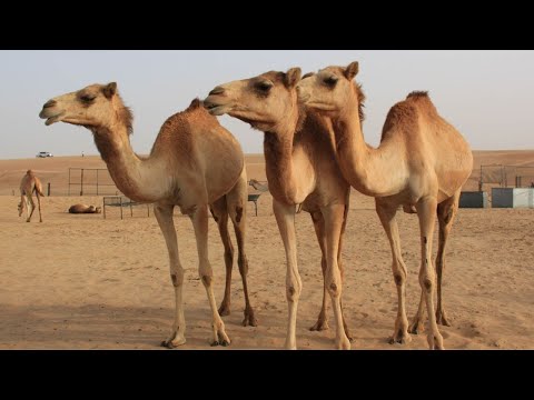 Camels Endurance and Survival in Extreme Condition