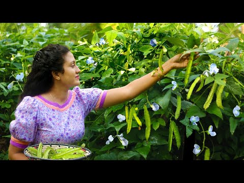 From the home garden to lunch table|Winged bean special |Poorna - The nature girl|