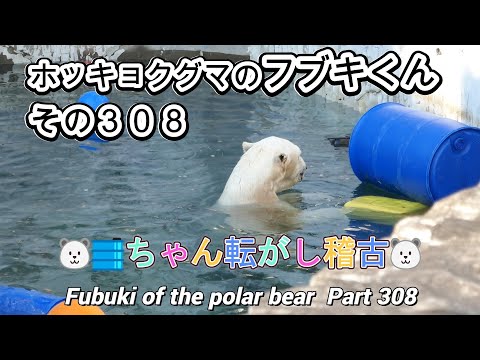 ホッキョクグマのフブキくん（３０８）🐻‍❄️🛢️ちゃん転がし稽古🐻‍❄️（東山動植物園）Fubuki of the polar bear Part 308