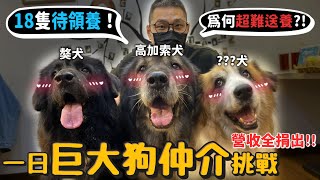 一日巨大猛犬仲介挑戰!18隻巨型犬等待領養!全台第一個巨犬中途之家!一日店長所得全捐!捐三萬! 【公益】【許伯簡芝】【公益】