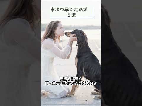 【犬の雑学】車よりも早く走れる犬５選 #犬の雑学 #アフガンハウンド #shorts  #サルーキ #ボルゾイ  #グレイハウンド #ウィペット