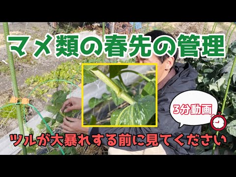 【野菜】3分で解説★春先のマメ類について(ツルの管理・追肥)