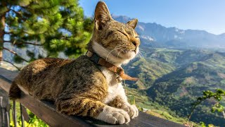 Music for Cats 😽 Good Sleep Music and Stress Relief Music for cats, Music that cats like