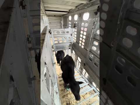 Loading calves 2 #cow #calf #cattle #trucker