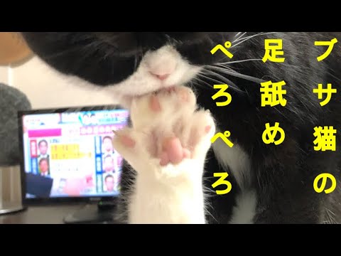 ぶさかわ猫の足舐めペろぺろ