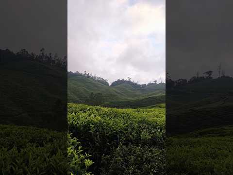 Tea gardens