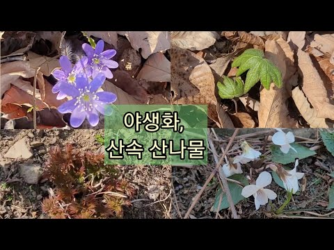 야생화, 산속 산나물