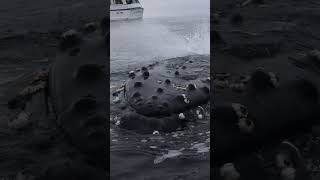 Insanely Friendly Humpback whale plays with boat