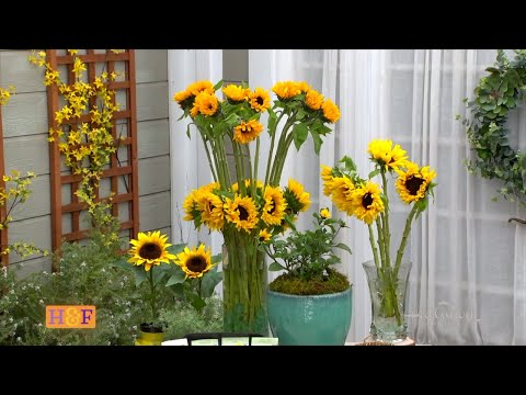 Grow GIANT Sunflowers from Seed Start Indoors Start Sunflowers Outdoors / Shirley Bovshow