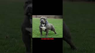 TOP 5 RARE & OLD PITBULL BLOODLINES. 😳🤯 #shorts  Part 1