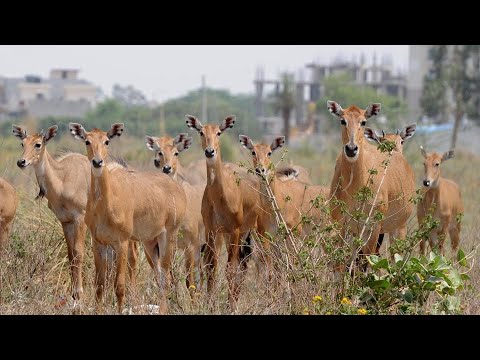 नीलगाय, नीलगाय की आवाज, नीलगाय की लड़ाई, nilgai running