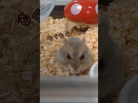 もぐもぐが可愛いハムスター（ピク）#ハムスター #hamsters #もぐもぐタイム #可愛い #癒し#シリアンハムスターショート動画 #cute