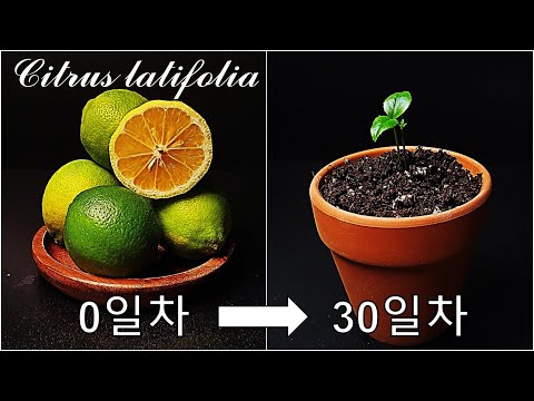 라임을 키우는 간단한 방법｜페르시안 라임 키우기｜교잡종 라임 키우기｜키 라임과 레몬｜씨앗부터 라임 나무 키우기｜How to grow #74 Persian Lime