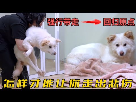 狗狗和墻壁“長”在一起，不能離開超過半米，訓犬師看了都心疼