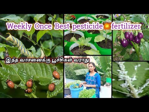 மாடி தோட்டம்💥இந்த வாசனைக்கு பூச்சிகள் ஓடிவிடும்🌱best fertilizer and pesticide🏡two in one✌️