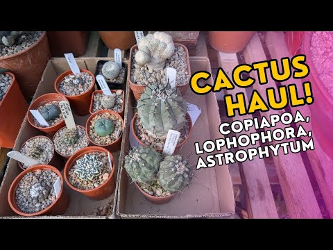 CACTUS HAUL! New plants for the greenhouse including copiapoa, lophophora & astrophytum