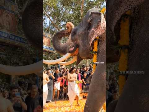 Pambadi Sundaran #aana #aanakambam #elephant #trendingshorts #aanapremi