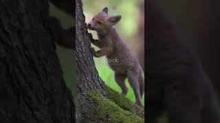 Una historia en la naturaleza