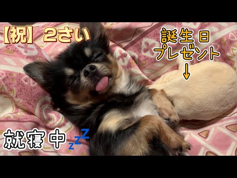 【祝】２歳！誕生日プレゼントのオモチャを気に入り一緒に寝るかわいいチワワ♪