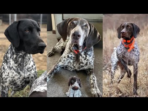 German shorthaired pointer | Funny and Cute dog video compilation in 2025.