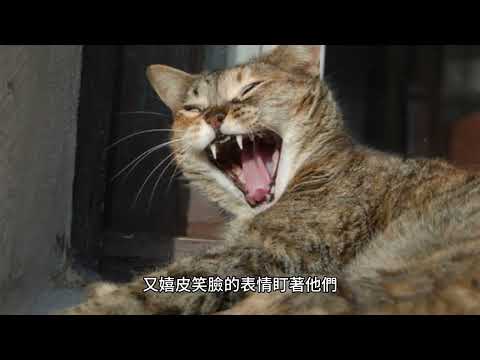 日本妖怪 狸貓（たぬきねこ）  能變成貓的狸妖怪，超愛愚弄人類！