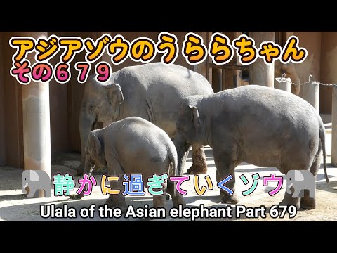 アジアゾウのうららちゃん（６７９）🐘静かに過ぎていくゾウ🐘（東山動植物園）Ulala of the Asian elephant Part 679