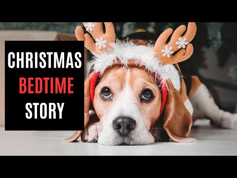 A Cozy Christmas Story For Pet Lovers