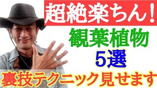 【超絶楽ちん！】園芸店長が管理が簡単な観葉植物を厳選して教えます！水やりが楽。置き場所を選ばない。インテリアをオシャレにするテクニックも教えます　 japan garden