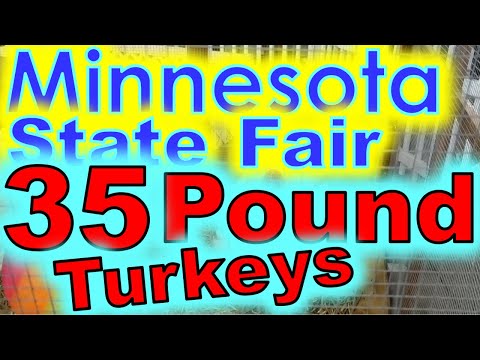 MN. State Fair 35 Pound Tom (Male) Turkeys!