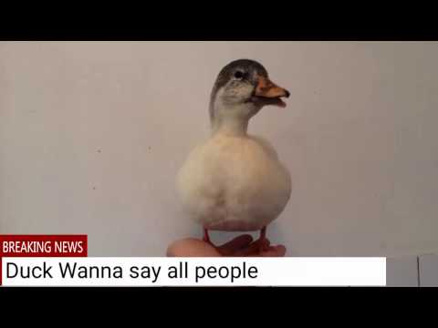 Breaking News: Duck Wanna say all people watching