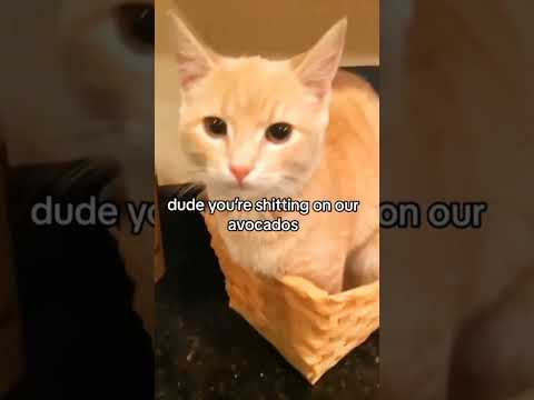 Funny cat videos🤣🤣 #cat #pets #funnypets #funnycats #shorts