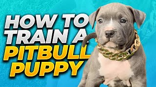 How To Train A Pitbull Puppy | Training Pitbull Puppies #pitbull