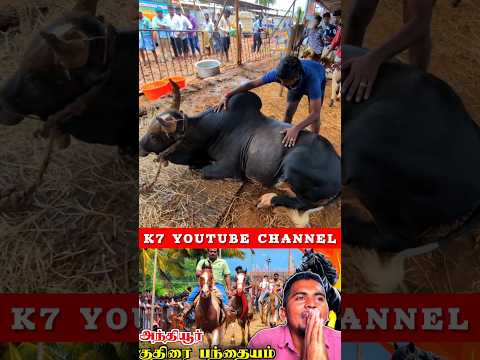 💥🐂தரமான😳🥵காளை மாடு🤯🤩நம்பவே முடியாத💢அதிசியம்😨🙌😍#k7 #bull #jallikattu #amazing