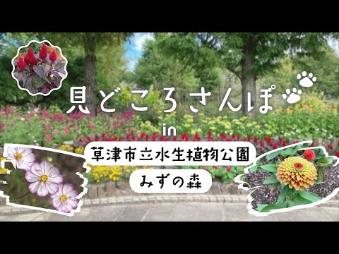 【花】草津市立水生植物公園 みずの森 見どころ散歩