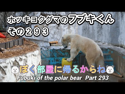 ホッキョクグマのフブキくん（２９３）🐻‍❄️ぼく部屋に帰るからね🐻‍❄️（東山動植物園）Fubuki of the polar bear Part 293