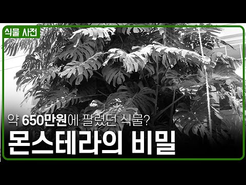 몬스테라 델리시오사 VS 보르시지아나? 몬스테라 무늬 만드는 방법과 잎을 찢는 방법까지! 몬스테라 총 정리