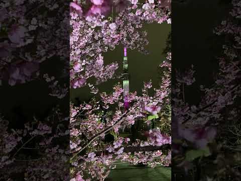 東京スカイツリー　ライトアップ　桜　舞　♪　桜の花びらが舞う　✿　隅田公園　浅草　河津桜　満開　☆　2024　3月1日　Kawazu cherry blossom　Asakusa