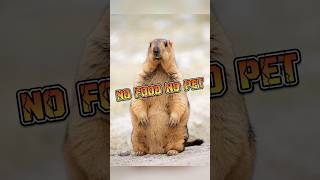 Marmot | No Food No Pet #animalenigmas